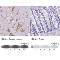 ITIH4 Antibody, Novus Biologicals:Antibodies:Primary Antibodies